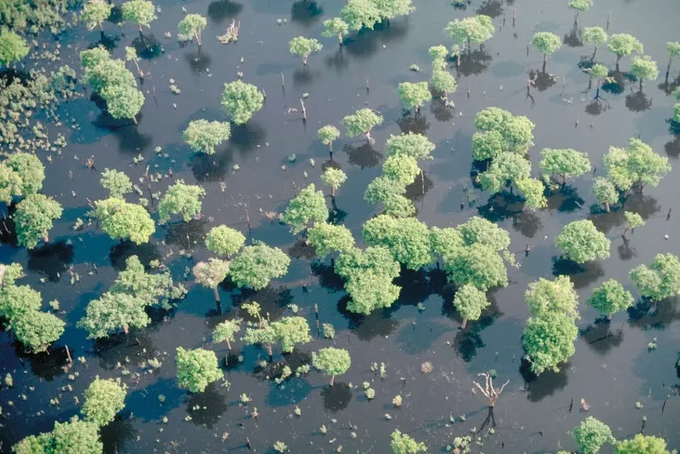 La Cuenca del Río Amazonas y Selva Virgen - 2